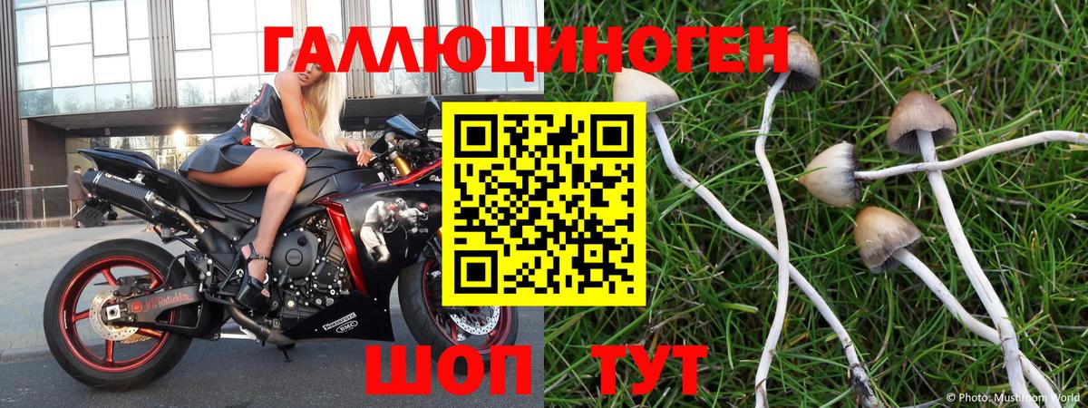 Галлюциногенные грибы Cubensis Тосно